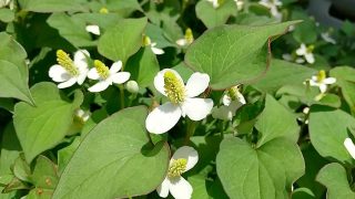 どくだみ（十薬）