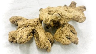 乾姜(カンキョウ)